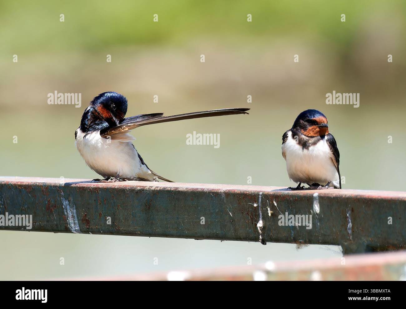 Scheune Swallow, Rauchschwalbe, Hirondelle rustique, Hirundo rustica, füsti fecske, Hortobágy, Ungarn, Magyarország, Europa Stockfoto