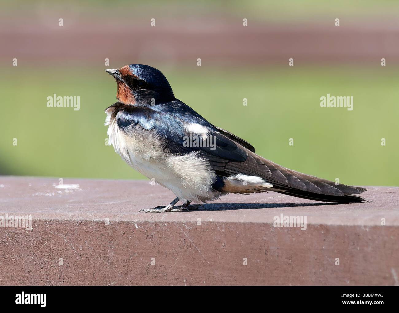 Scheune Swallow, Rauchschwalbe, Hirondelle rustique, Hirundo rustica, füsti fecske, Hortobágy, Ungarn, Magyarország, Europa Stockfoto