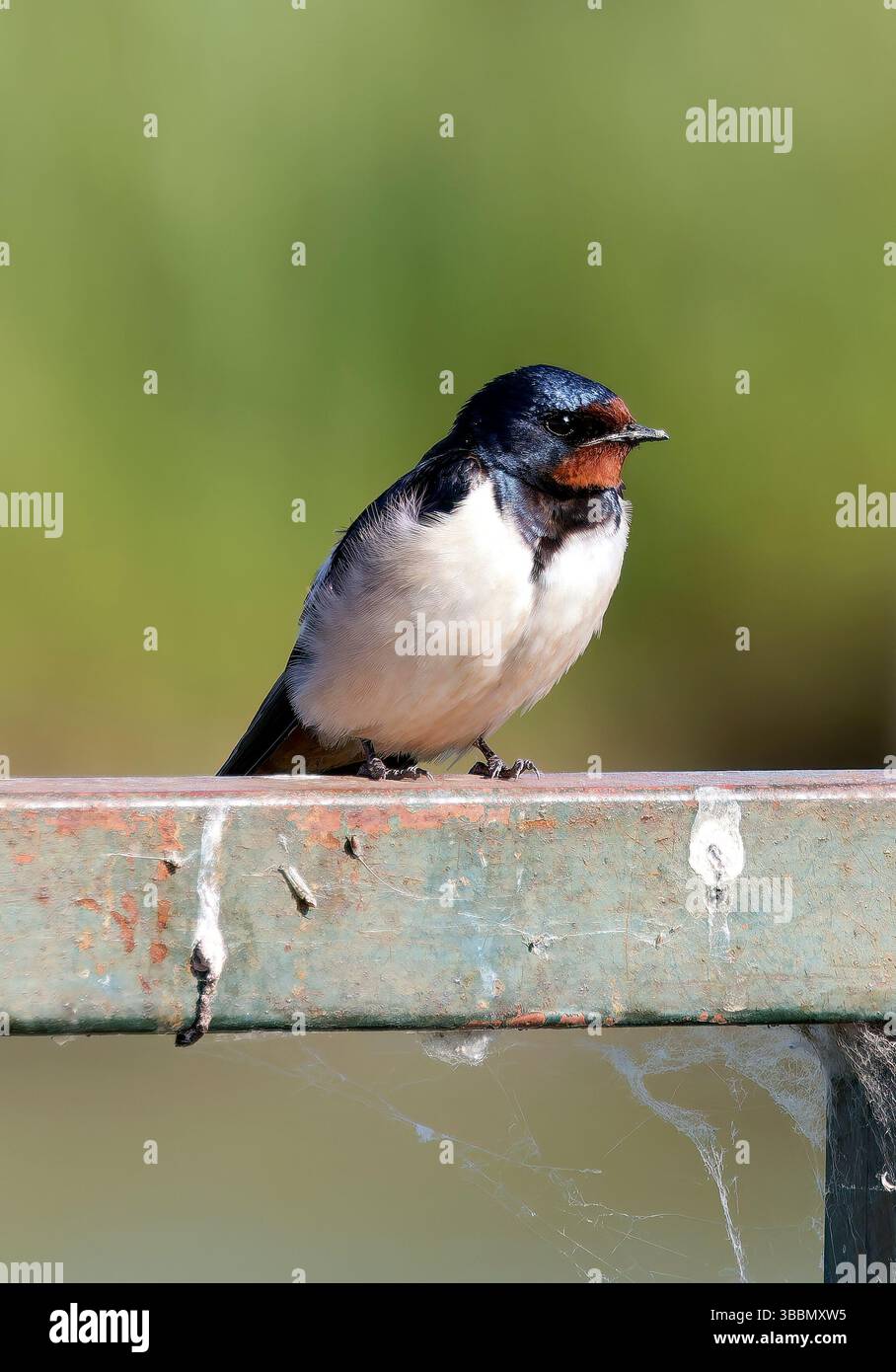 Scheune Swallow, Rauchschwalbe, Hirondelle rustique, Hirundo rustica, füsti fecske, Hortobágy, Ungarn, Magyarország, Europa Stockfoto