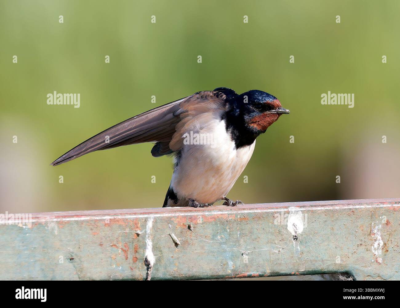 Scheune Swallow, Rauchschwalbe, Hirondelle rustique, Hirundo rustica, füsti fecske, Hortobágy, Ungarn, Magyarország, Europa Stockfoto