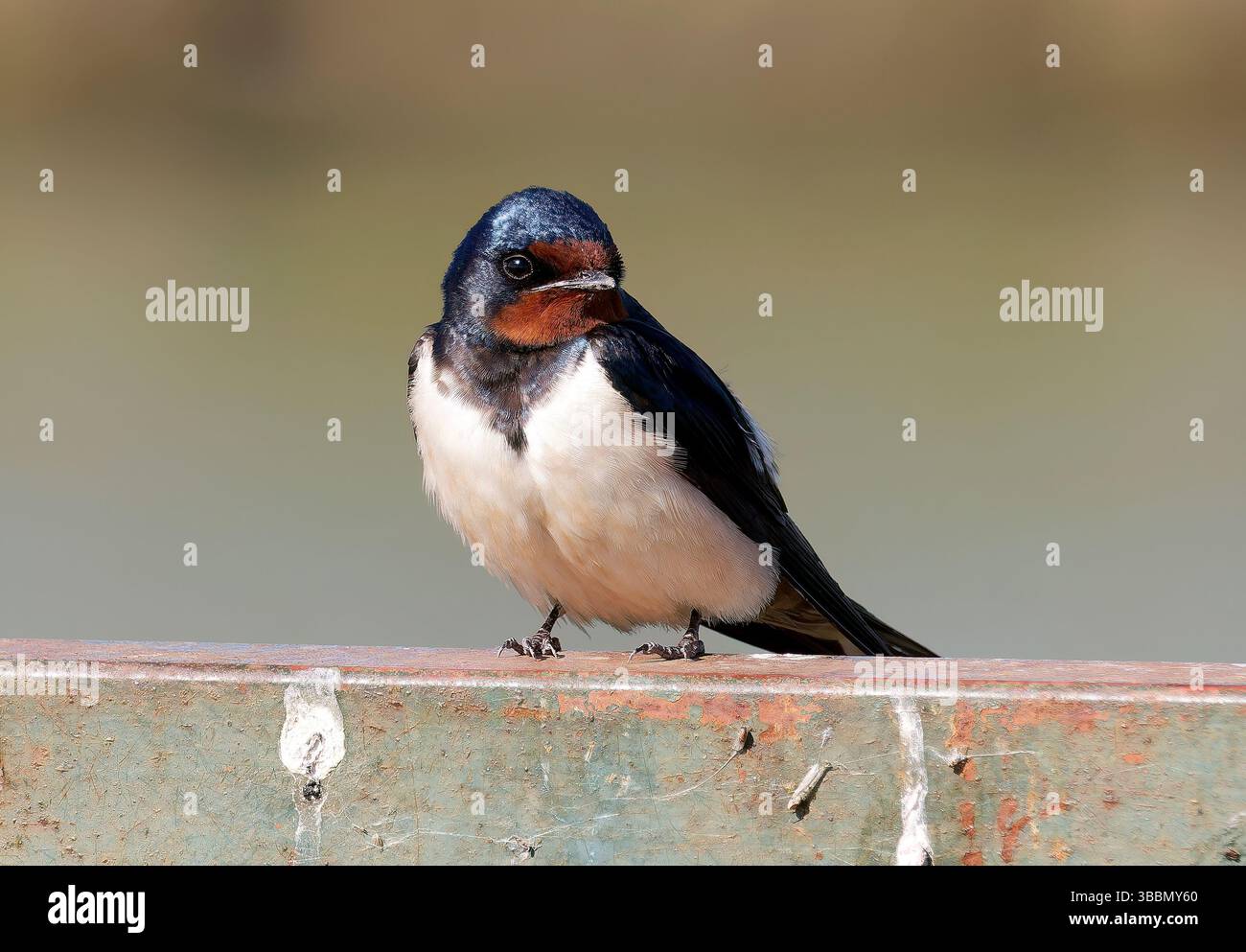 Scheune Swallow, Rauchschwalbe, Hirondelle rustique, Hirundo rustica, füsti fecske, Hortobágy, Ungarn, Magyarország, Europa Stockfoto