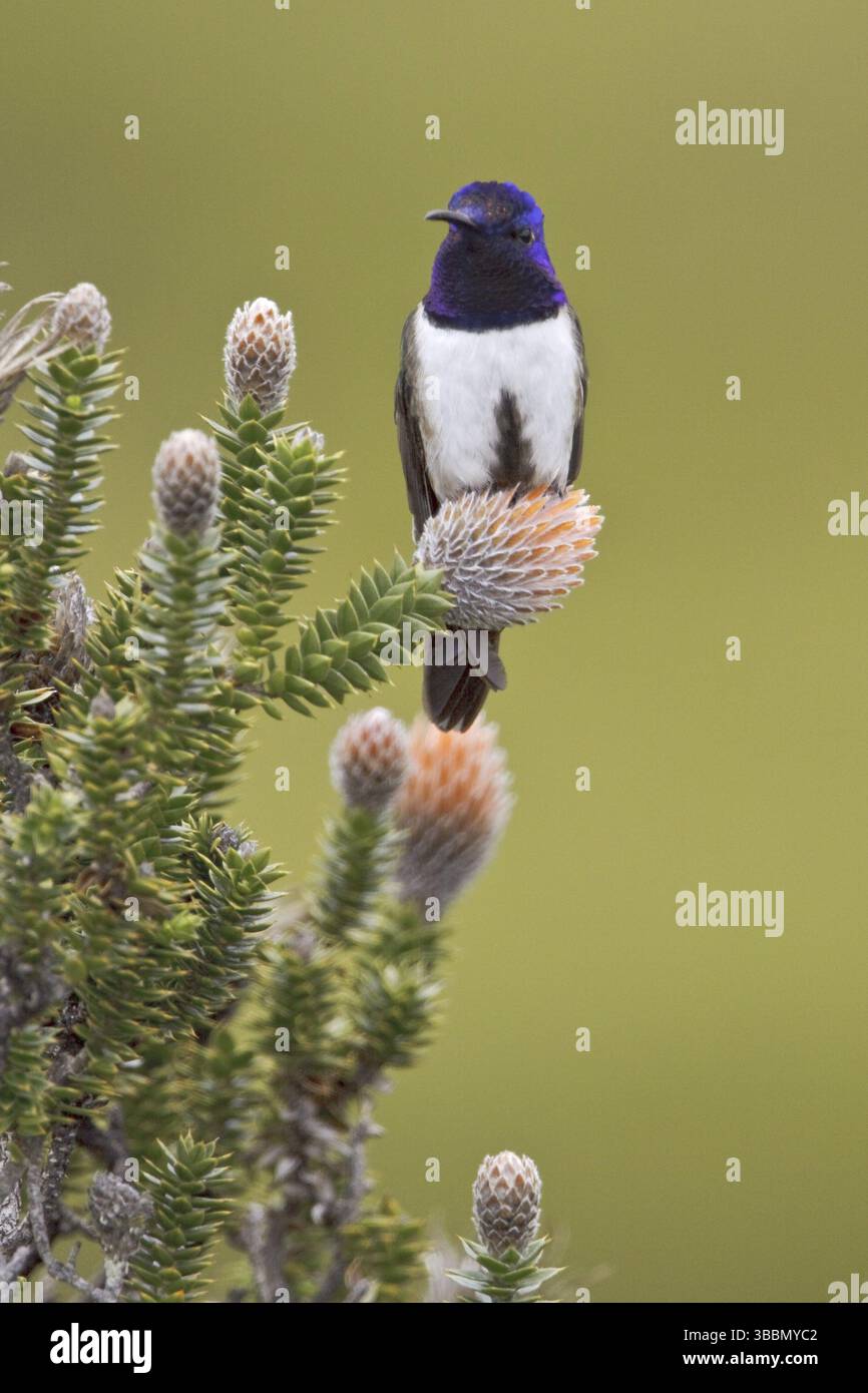 Ecuadorian Hillstar (Oreotrochilus chimborazo), Ecuador, Südamerika Stockfoto