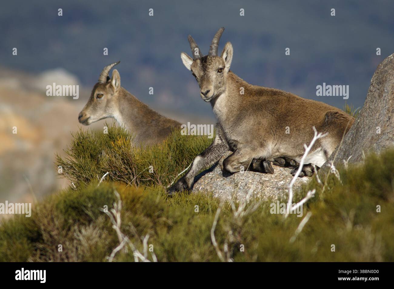 Westspanischer Steinbock (Capra pyrenaica victoriae) auf Felsen, Sierra de Gredos, Kastilien und Leon, Spanien, Europa Stockfoto