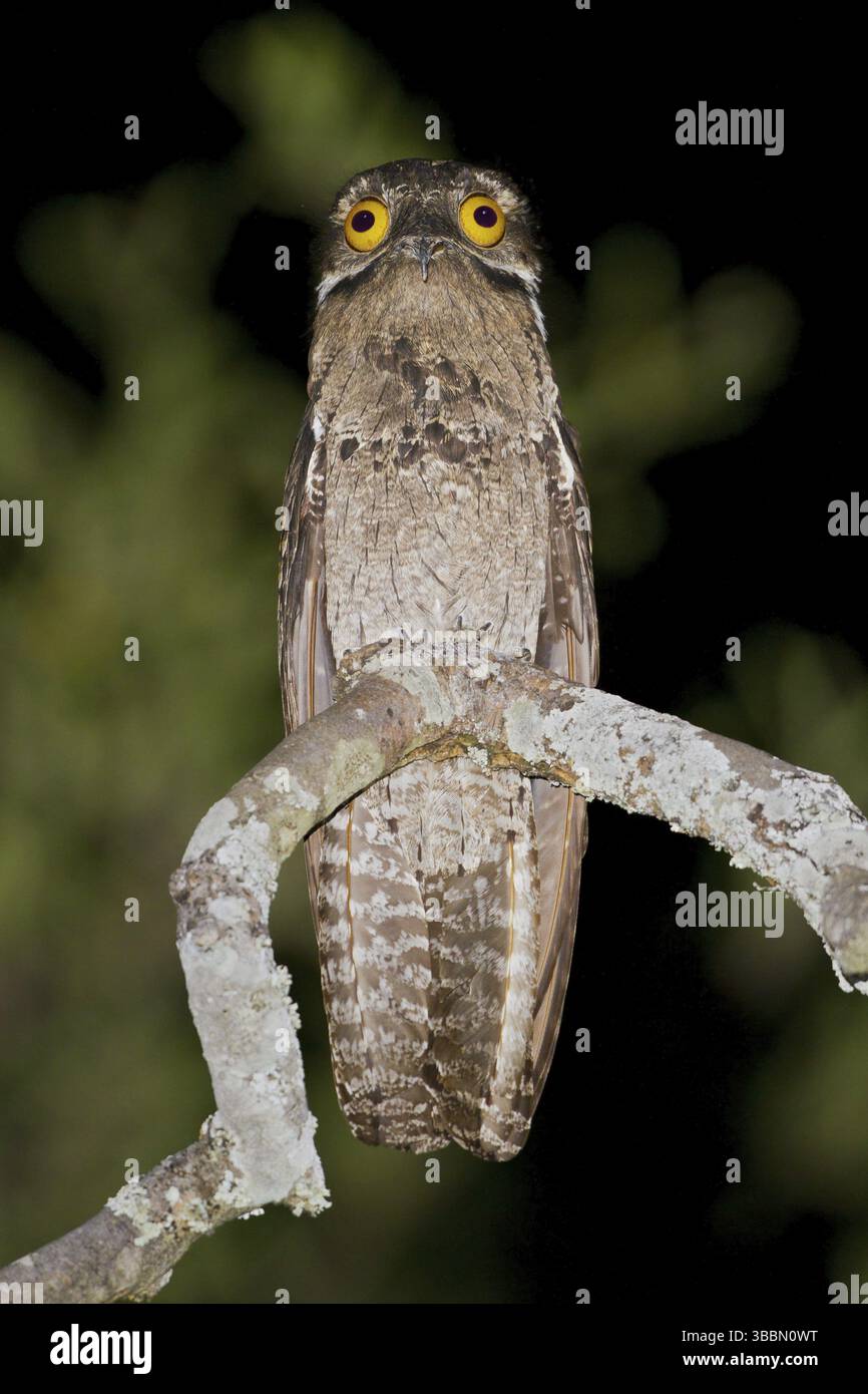 Gewöhnliches Potoo (Nyctibius griseus), trockene Wälder, Peru, Südamerika Stockfoto