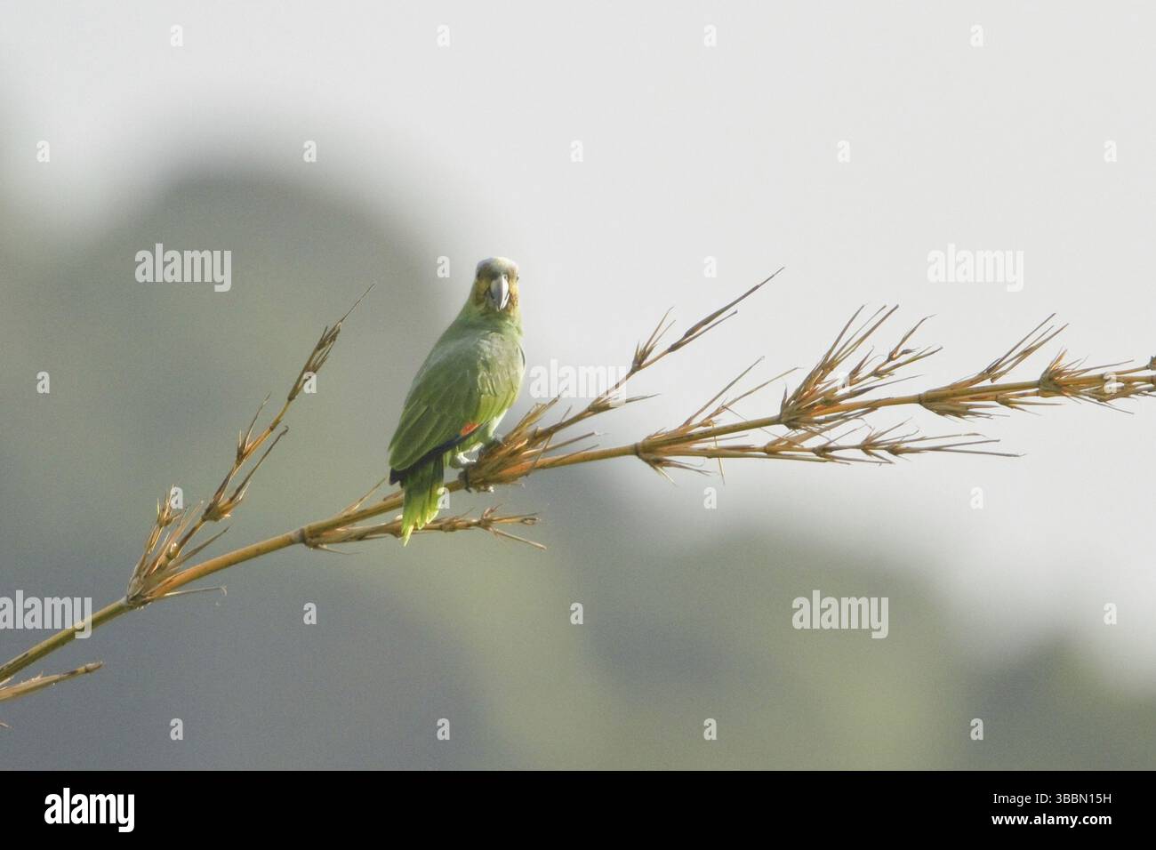 Orangenflügelige Amazonas (Amazona amazonica), Trinidad und Tobago, Mittelamerika Stockfoto