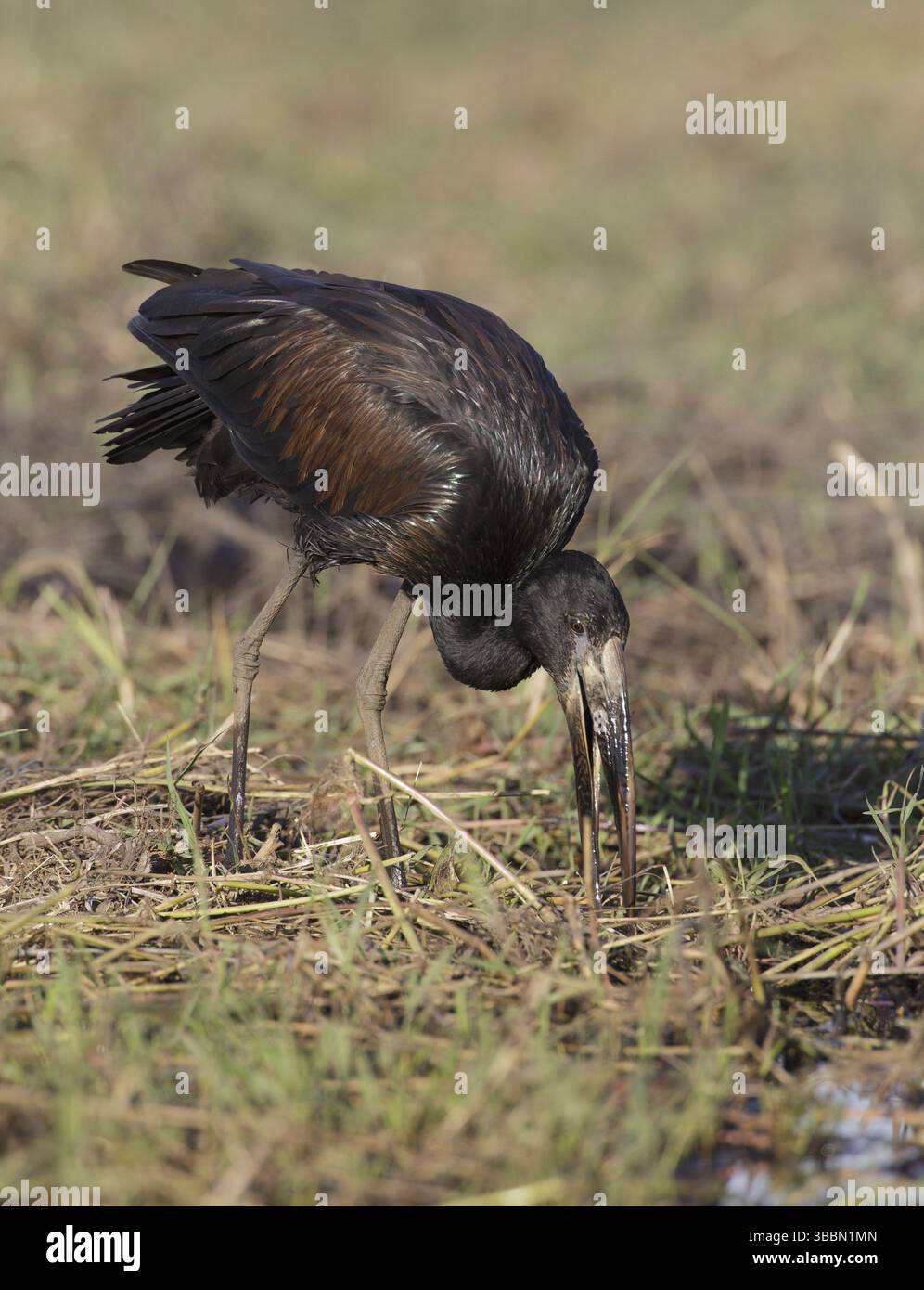 Afrikanischer Openbill (Anastomus lamelligerus), Futtermittel, Chobe, Botswana, Afrika Stockfoto