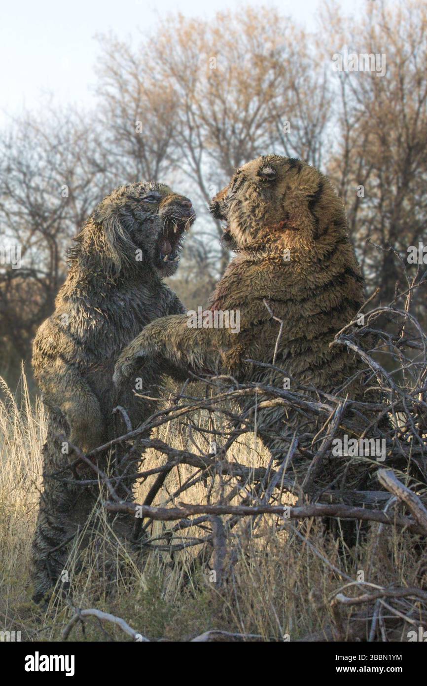 Bengalischer Tiger (Panthera tigris) zwei Männer kämpfen, Gefangener, Philippolis, Südafrika, Afrika Stockfoto