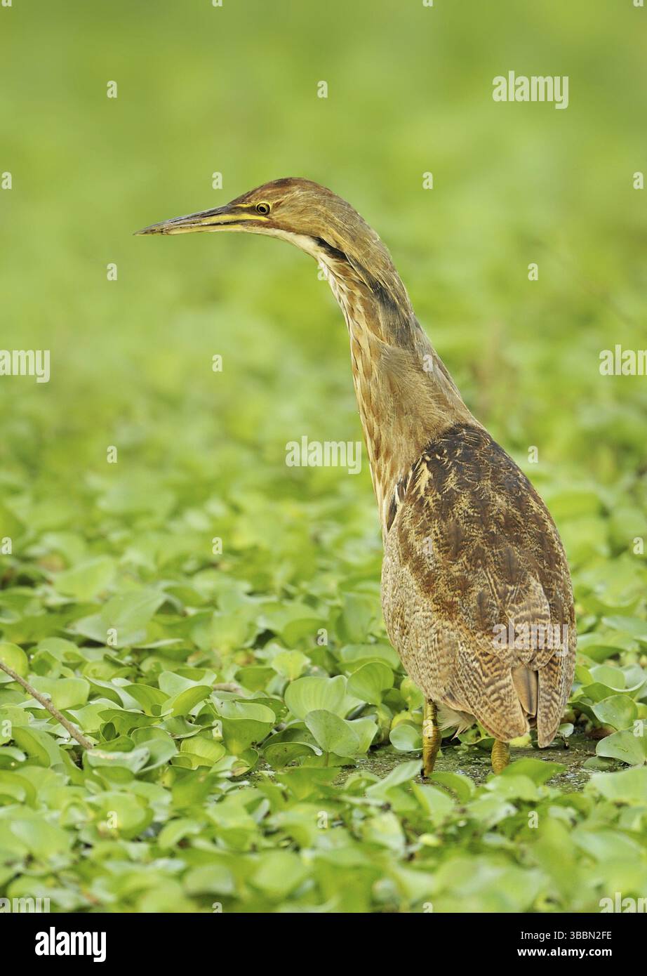 Amerikanische Bittern (Botaurus lentiginosus), Texas, USA, Nordamerika Stockfoto