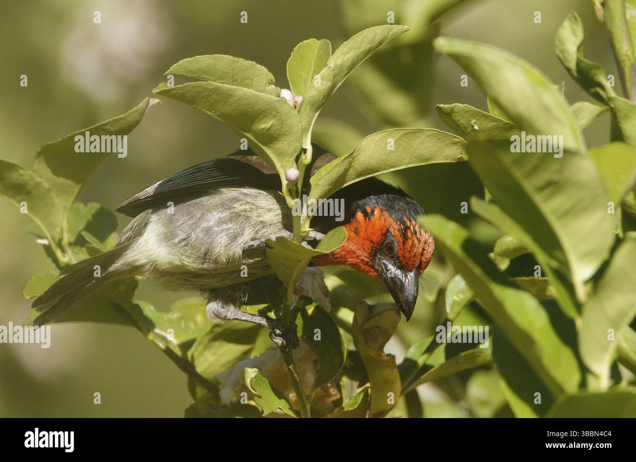 Barbet mit schwarzem Kragen (Lybius torquatus), Natal, Südafrika, Afrika Stockfoto