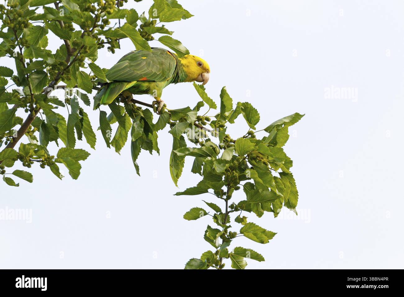 Amazonas (Amazona oratrix), Baden-Württemberg, Deutschland, Europa Stockfoto