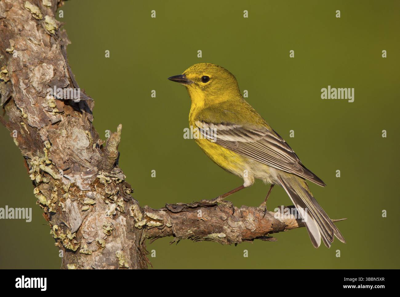 Pine Warbler (Setophaga pinus) männlich, Florida, USA, Nordamerika Stockfoto