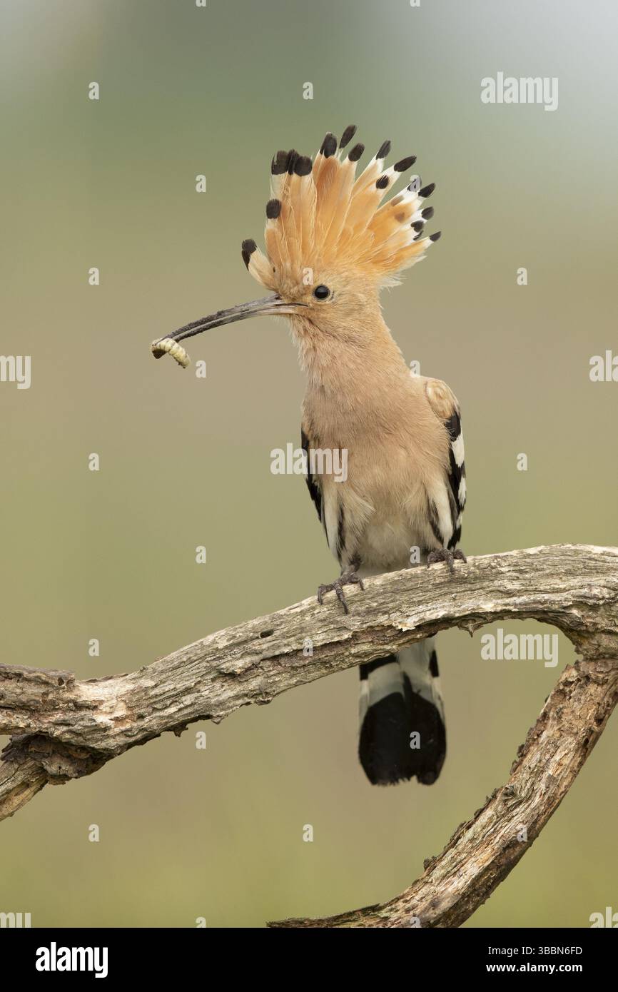 Eurasischer Wiedehopf (Upupa epops) auf einem Zweig mit Insect im Schnabel, Serbien, Europa Stockfoto
