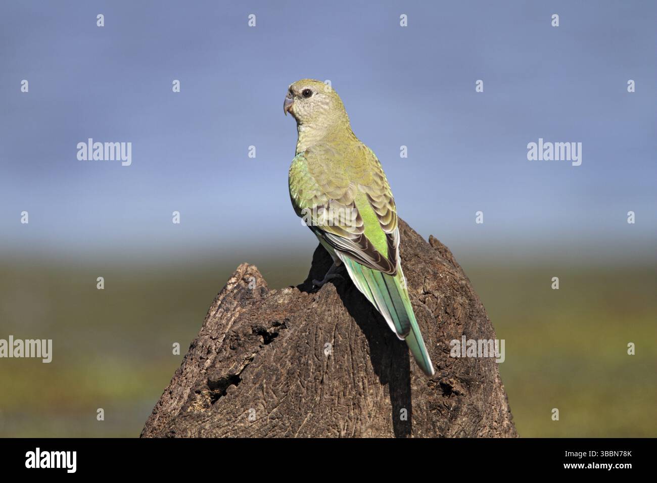 Rotwein-Papagei (Psephotus haematonotus) weiblich, Victoria, Australien, Ozeanien Stockfoto