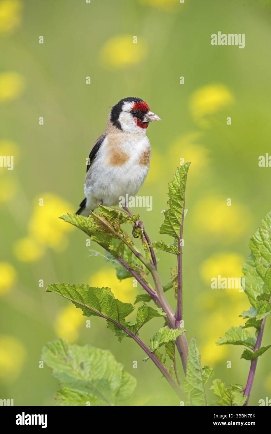 Stieglitz, Distelfink, Eurasischer Goldfinch, Goldfinch, Europäischer Goldfinch, Carduelis carduelis, Chardonneret elegant, Chardonneret, Jilguero Stockfoto