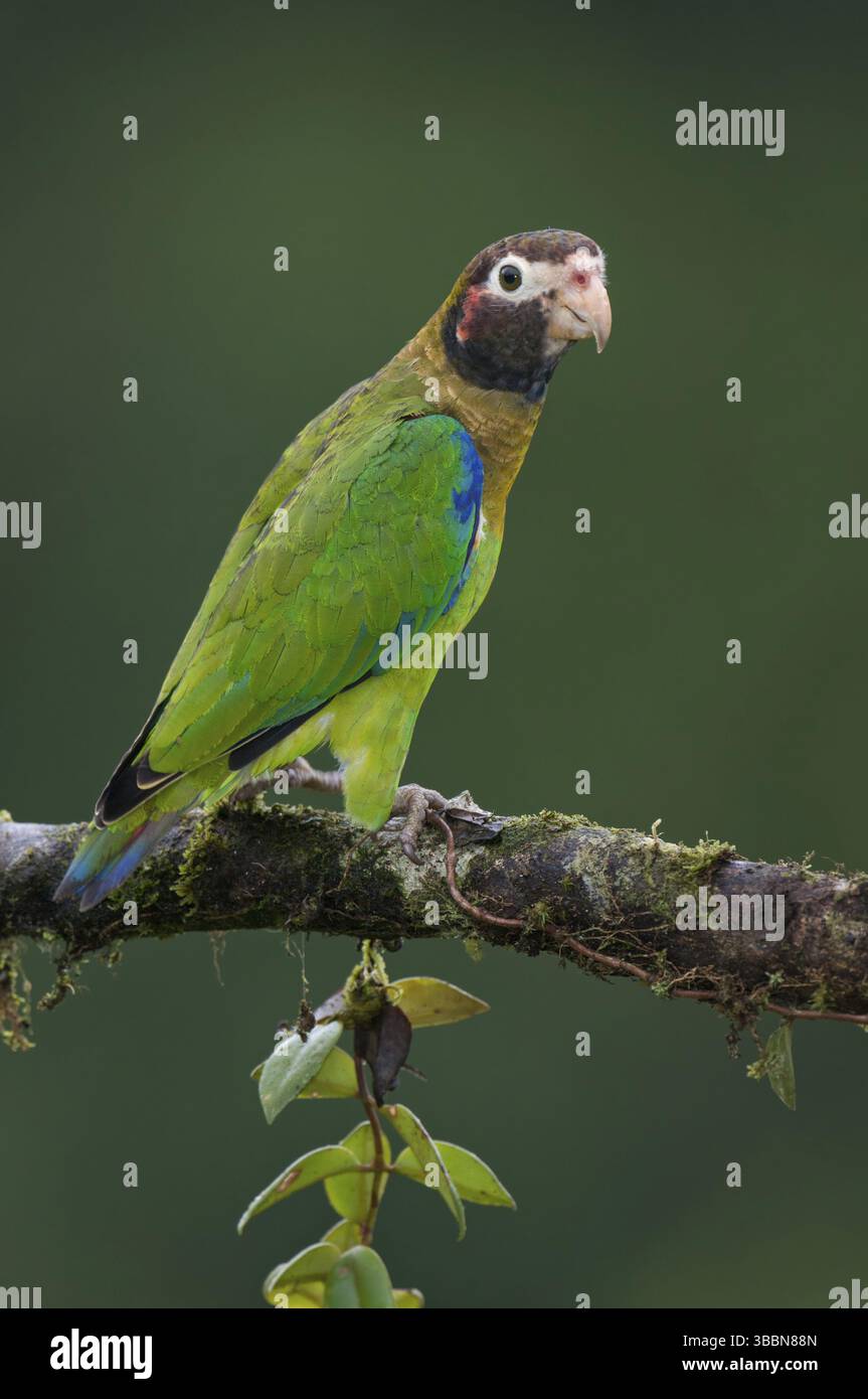 Papagei mit brauner Kapuze (Pyrilia haematotis), Costa Rica, Mittelamerika Stockfoto