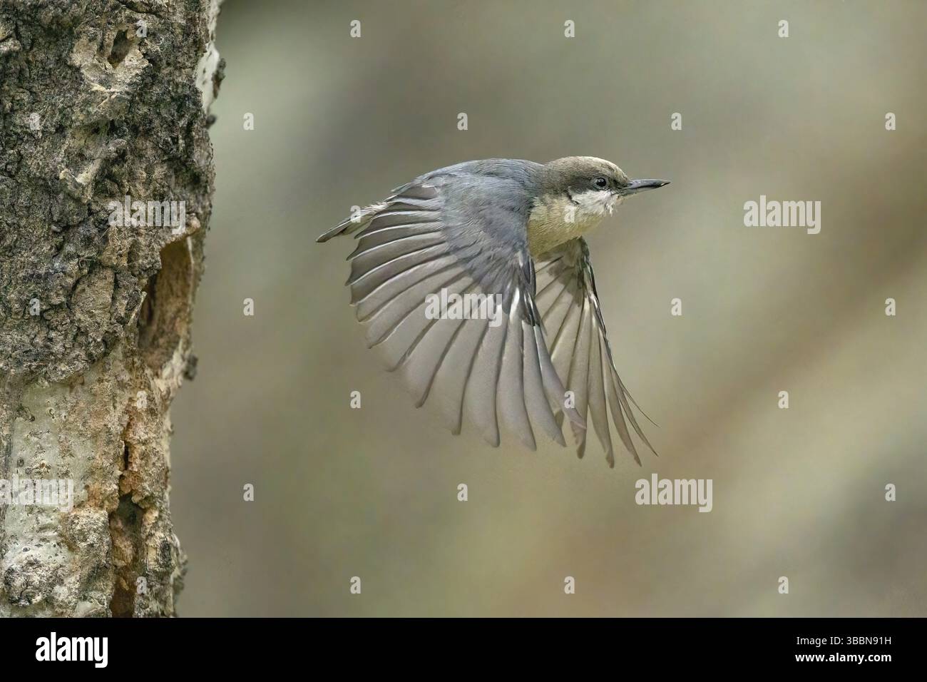 Pygmy Nuthatch (Sitta pygmaea) fliegt aus der Nisthöhle, Colorado, USA, Nordamerika Stockfoto