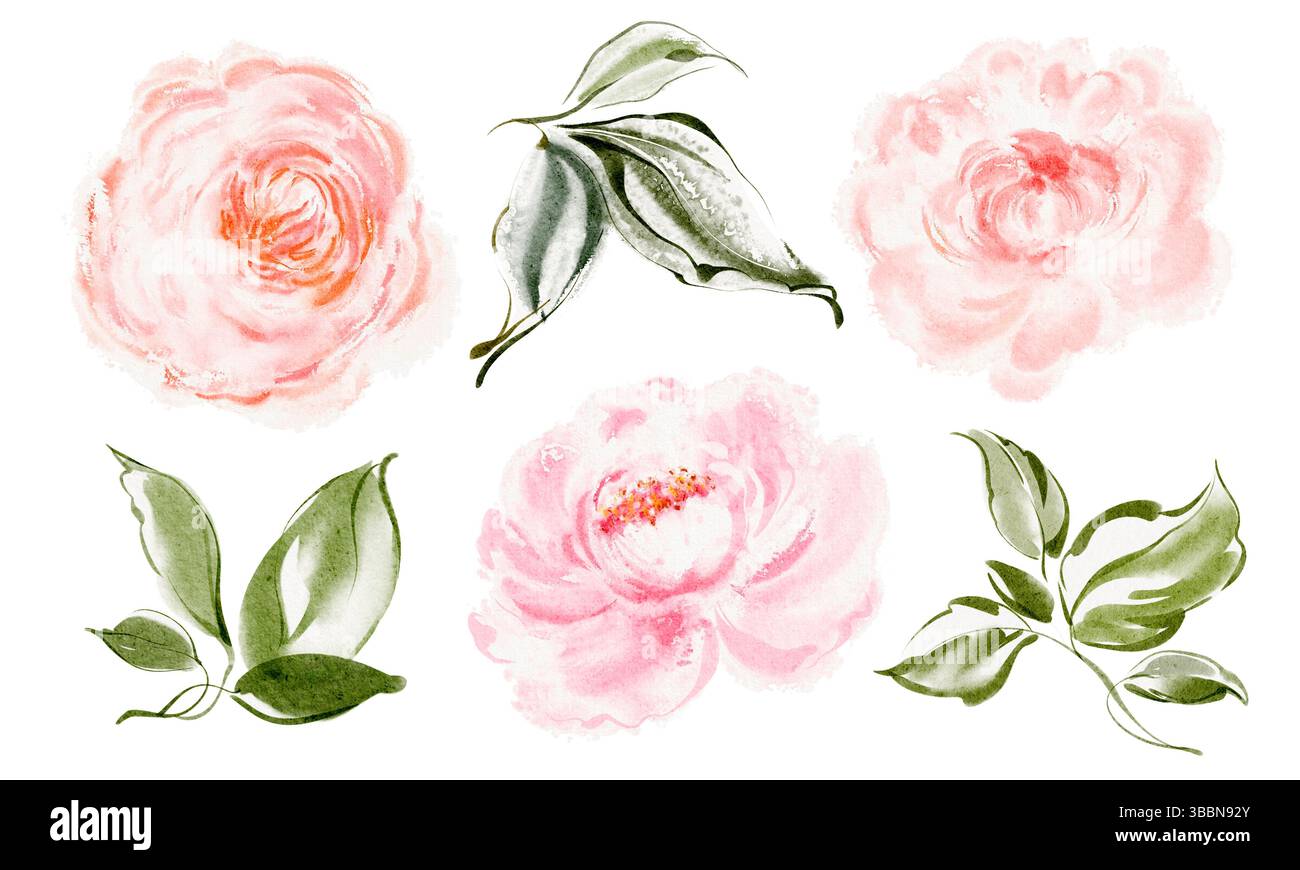 Pfingstrose und Rosenklipel mit Blättern, Blumenstrauß-Elementen Stockfoto