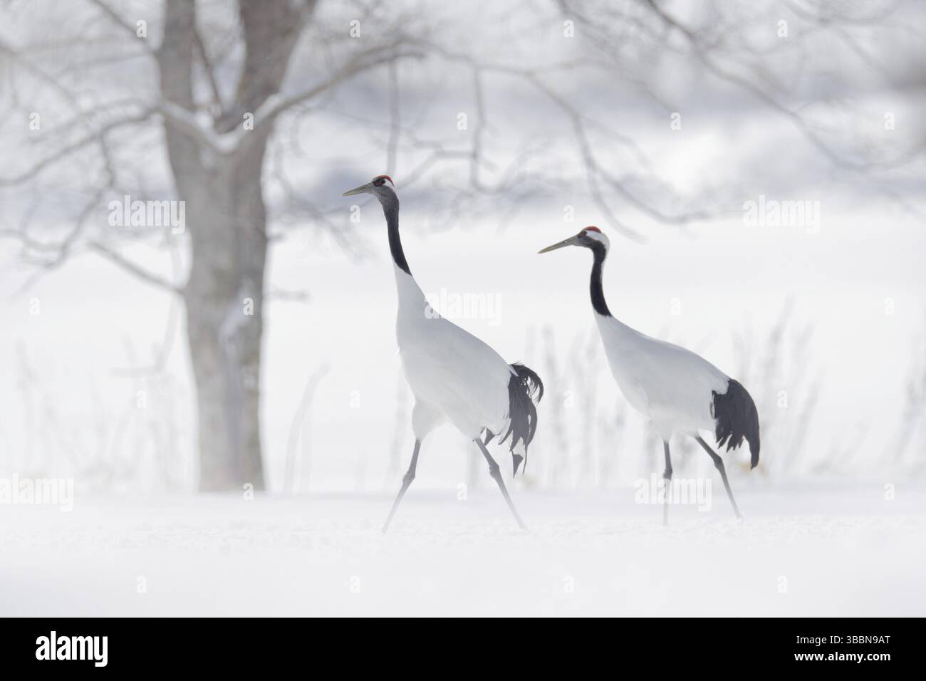 Tanzendes Paar Rotkronenkran, Schneesturm, Hokkaido, Japan. Vogel im Flug, Winterszene mit Schnee. Schneetanz in der Natur. Wildlife-Szene aus verschneiten n Stockfoto