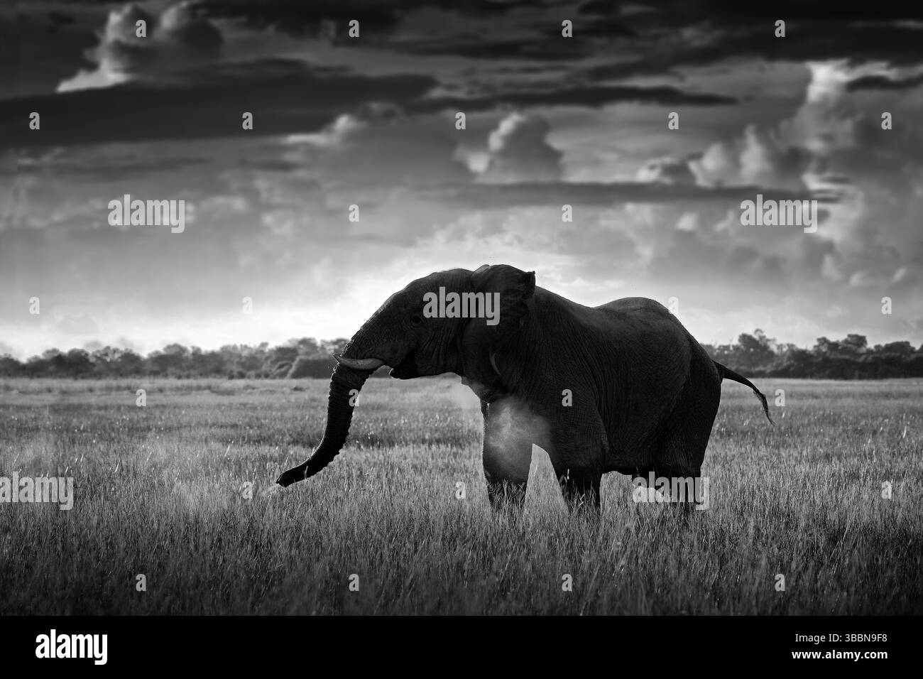 Schwarzweiß-Kunstfoto. Afrikanische Safari. Elefant im Gras. Wildtierszene aus der Natur, Elefant im Lebensraum, Moremi, Okavango Delta, Botswan Stockfoto