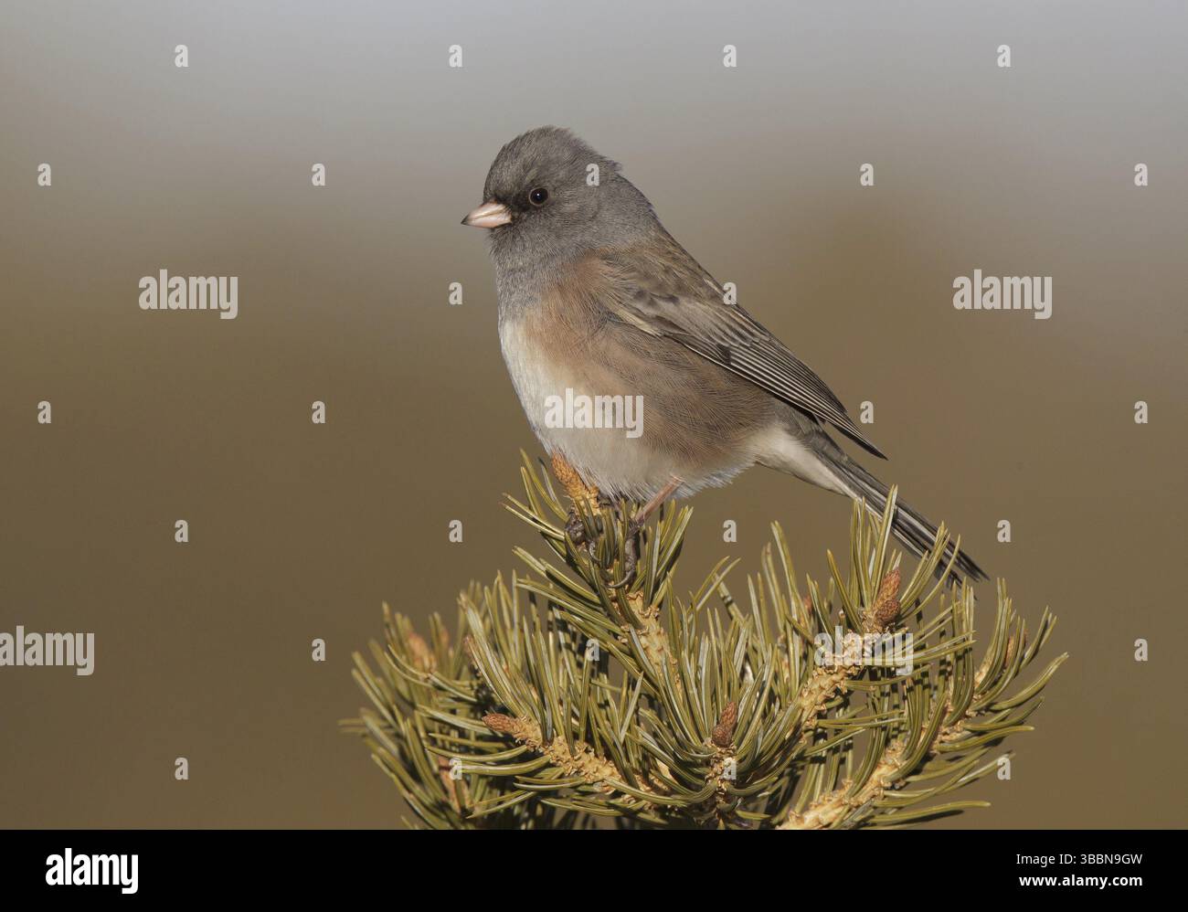 Rosafarbener Junco (Junco hyemalis mearnsi), New Mexico, USA, Nordamerika Stockfoto