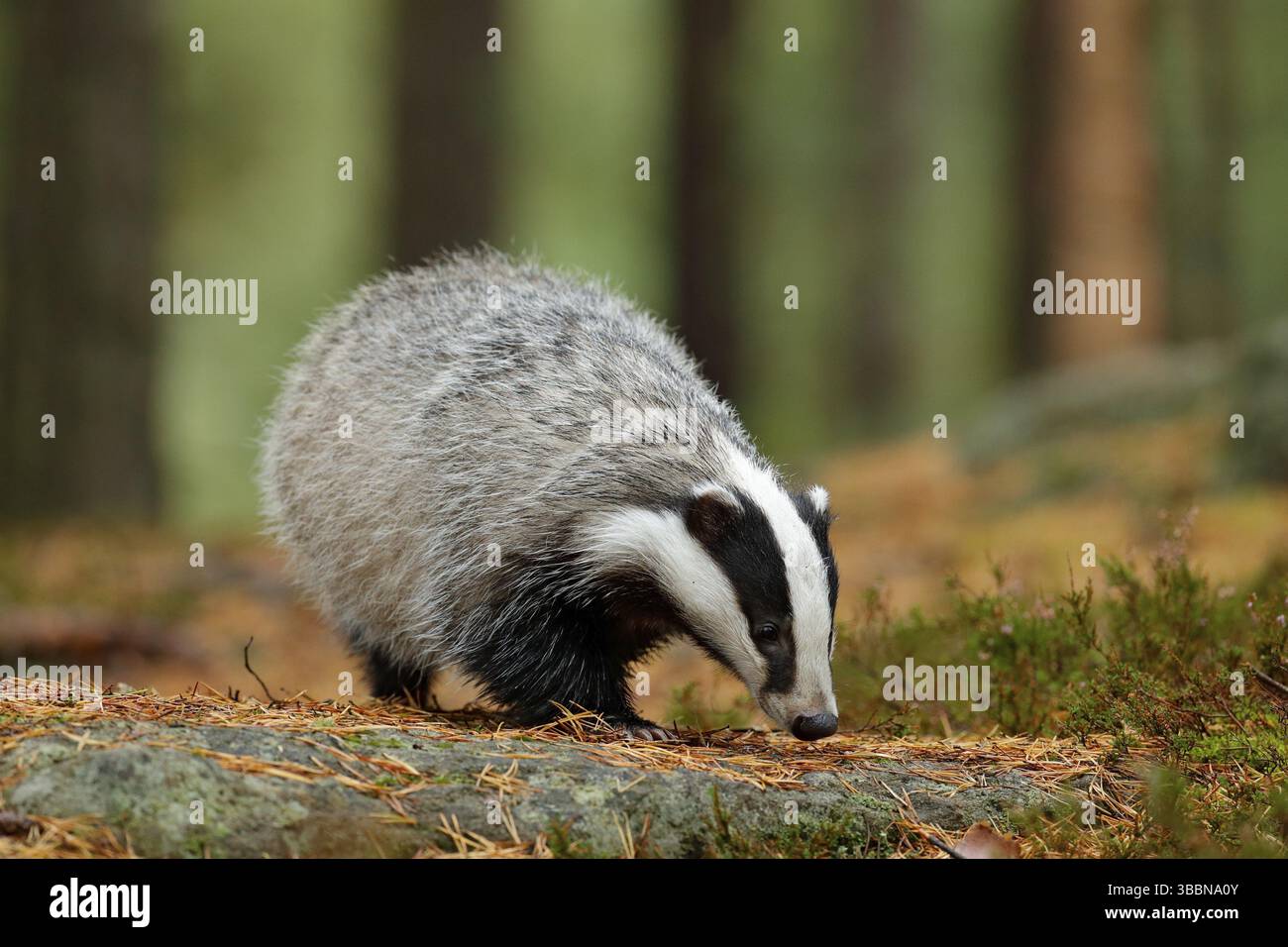 Dachs im Wald, Tiernaturlebensraum, Deutschland, Europa. Wildtierszene. Wilder Dachs, Meles meles, Tier in Holz. Europäischer Dachs, Herbstkiefer grün Stockfoto