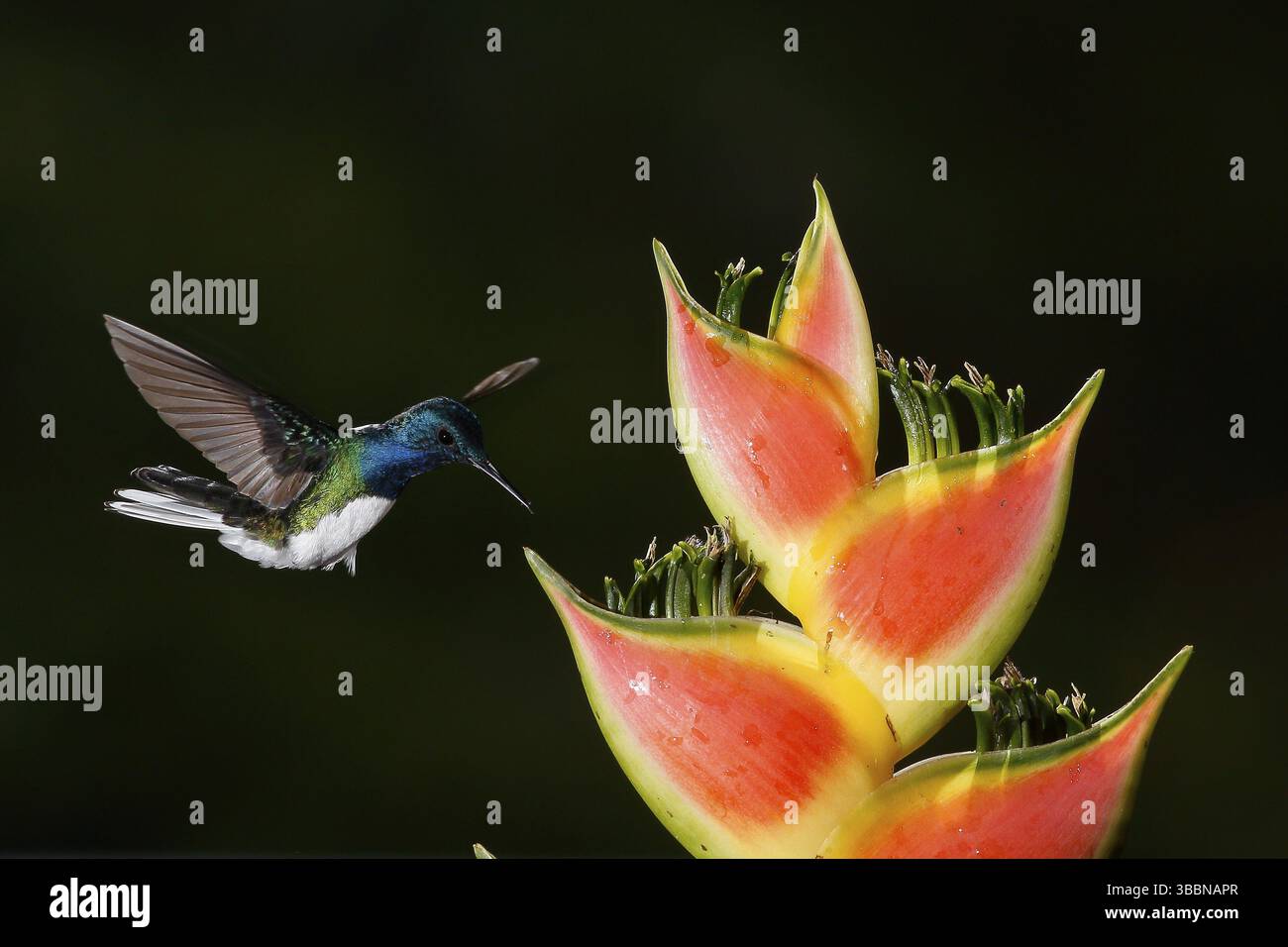 Weisshalsiger Jakobin (Florisuga mellivora), der auf Blumennektar fliegt und sich ernährt, Costa Rica, Mittelamerika Stockfoto