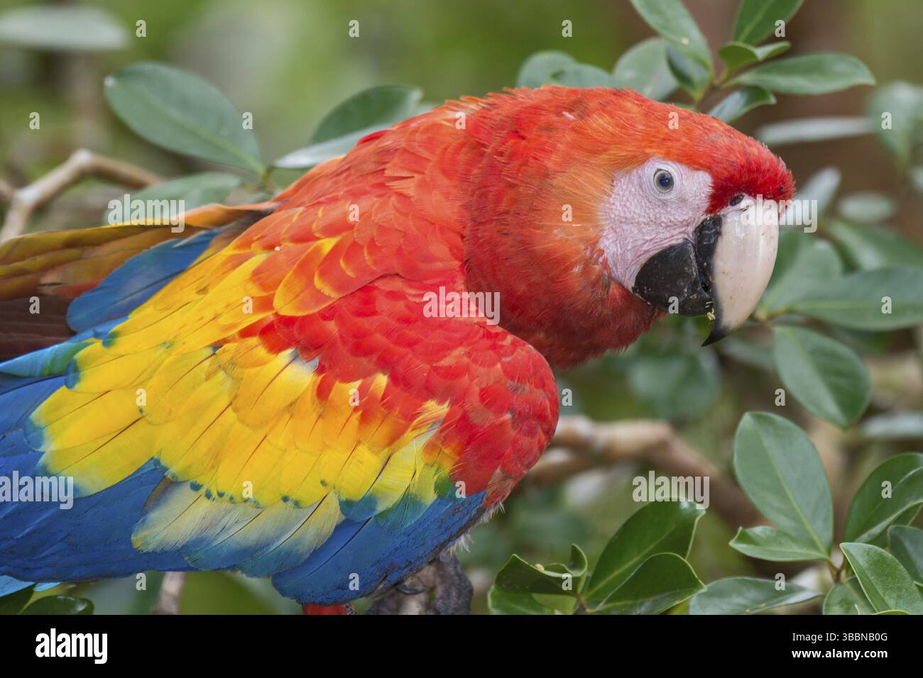 Scharlacharas (Ara macao), Costa Rica, Mittelamerika Stockfoto
