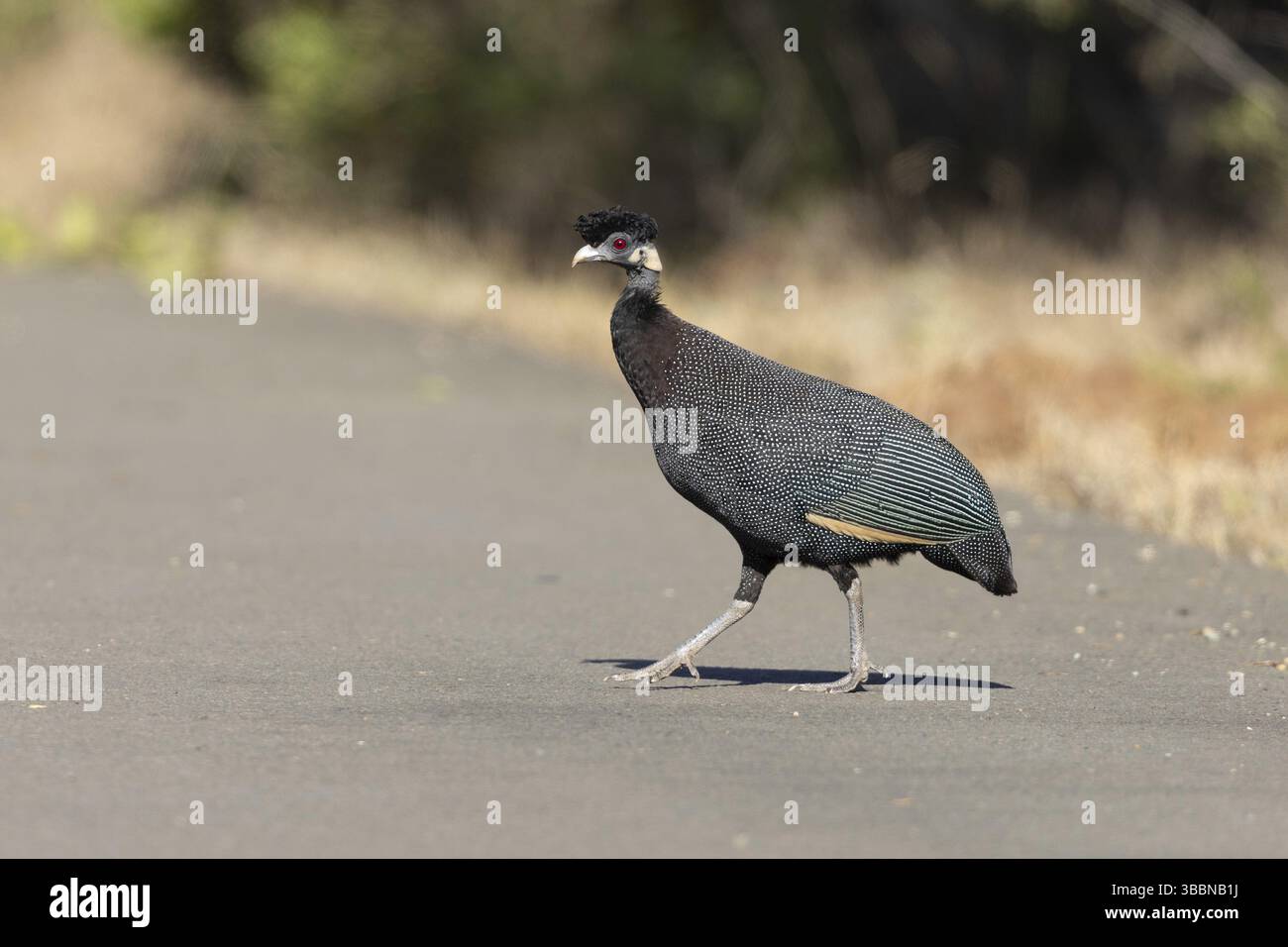 Guineafowl (Guttera pucherani), Südafrika, Afrika Stockfoto
