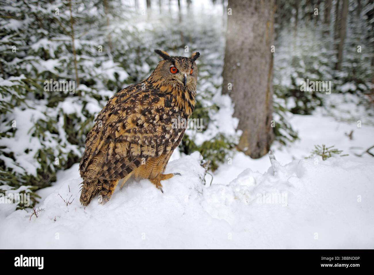 Fliegende eurasische Uhu mit offenen Flügeln mit Schneeflocken im verschneiten Wald im kalten Winter Stockfoto