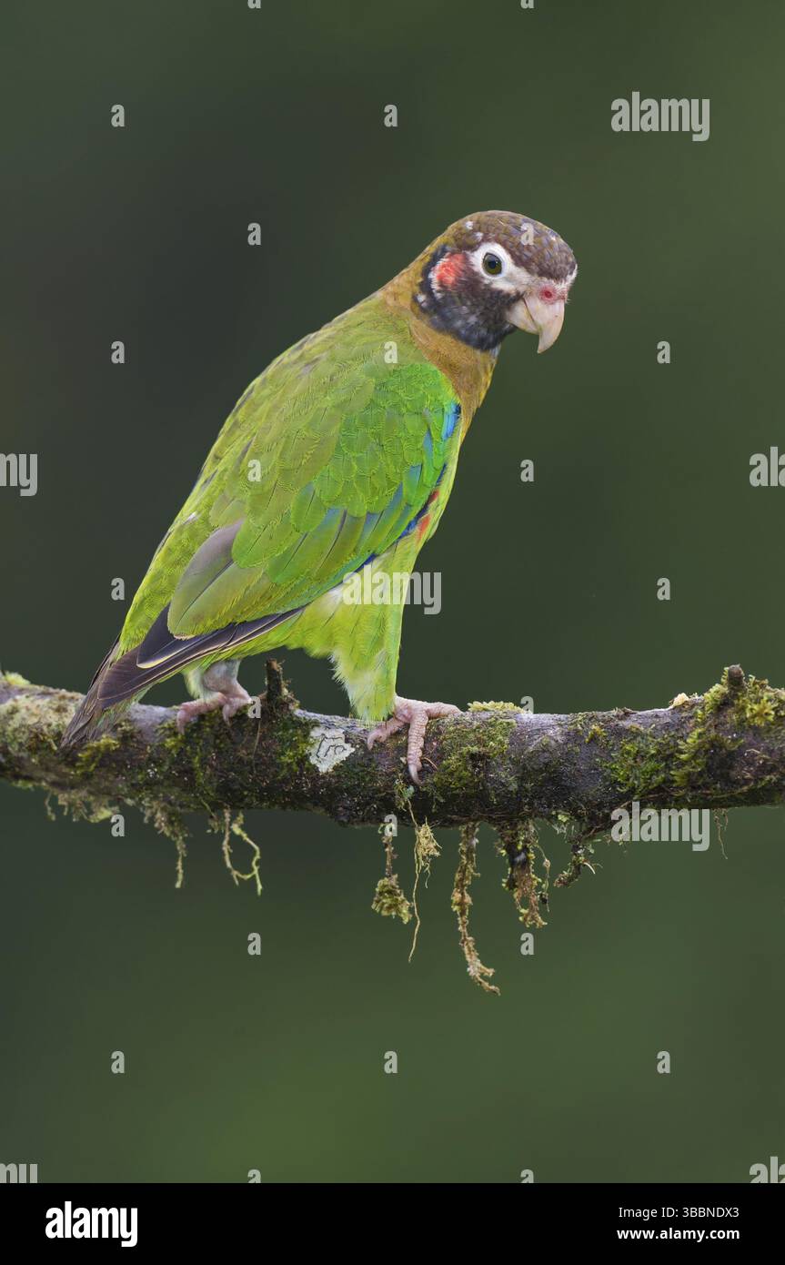 Papagei mit brauner Kapuze (Pyrilia haematotis), Costa Rica, Mittelamerika Stockfoto