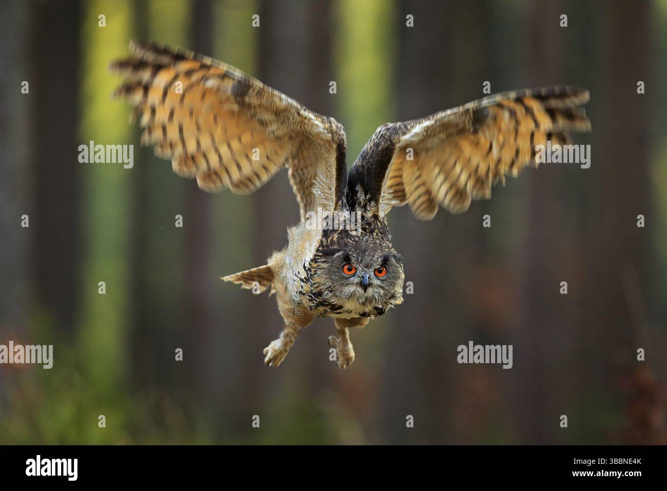 Fliegende Eurasische Adlereule mit offenen Flügeln, Action-Wildlife-Szene aus der Natur, Deutschland. Dunkler Wald mit Vogel. Eule im Wald Lebensraum, Baumstumpf. Vogel Stockfoto