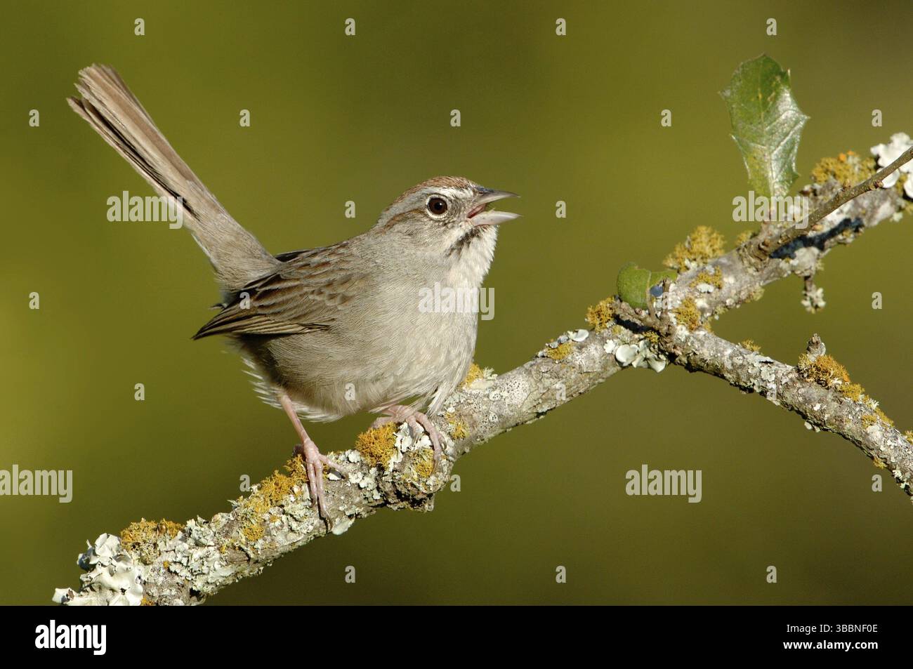 Gesungene Sparrow (Aimophila ruficeps) singend, Texas, USA, Nordamerika Stockfoto