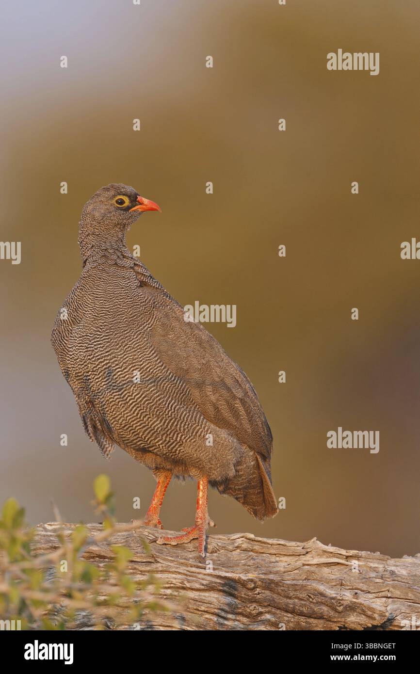 Rotschnabel-Spurvögel (Pternistis adspersus), Oshikoto, Namibia, Afrika Stockfoto