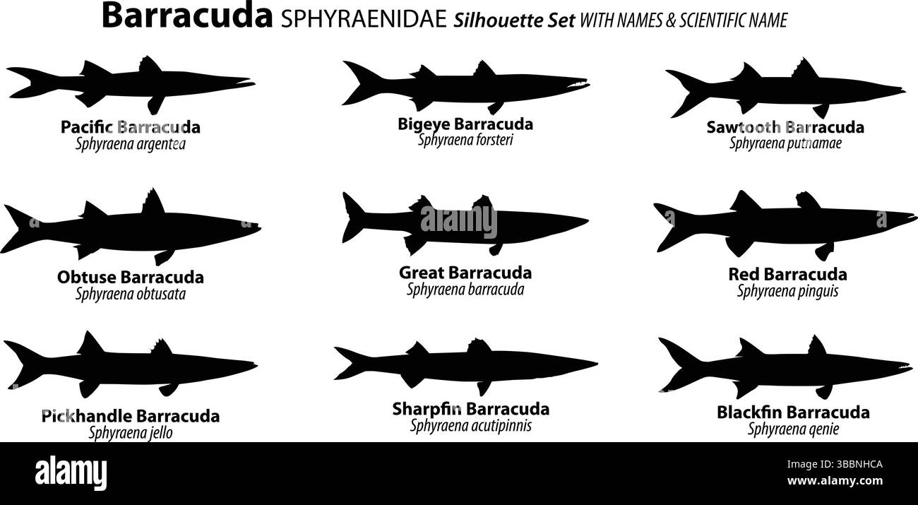 Barracuda Fish Silhouette Vector Set mit allgemeinen und wissenschaftlichen Bezeichnungen | Sphyraenidae Species Chart Stock Vektor