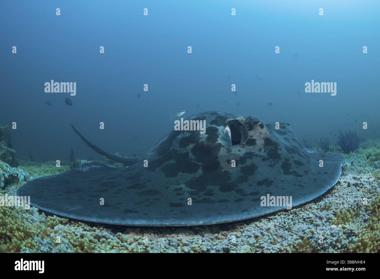 Schwarzpunkt-Stechrochen, Taeniurops meyeni Round Ribbontail Ray, Taeniurops meyeni Stockfoto