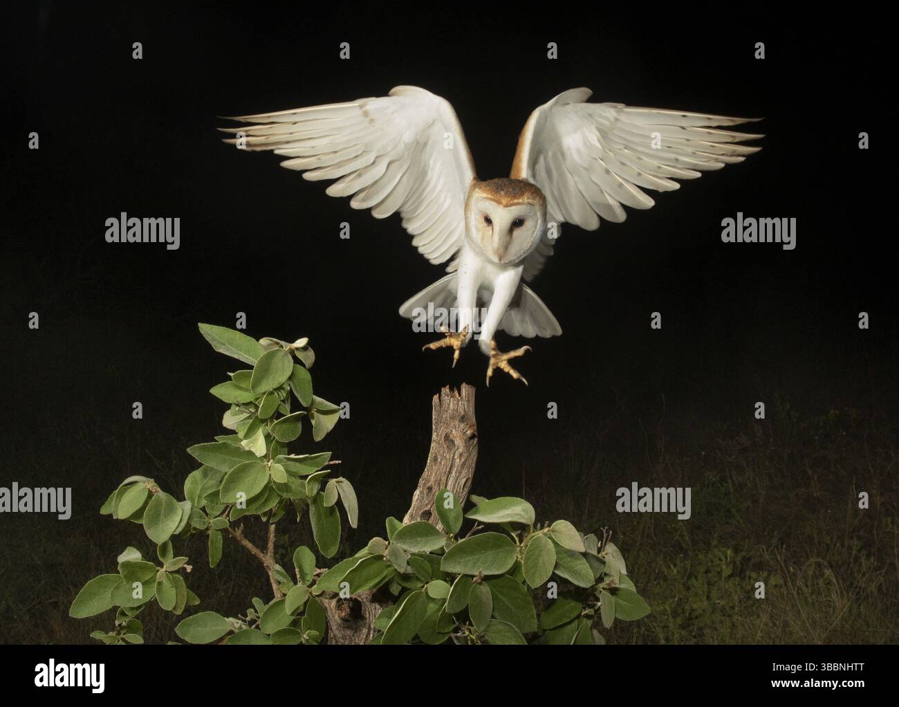Western Barn Owl (Tyto alba) nähert sich einer Niederlassung, Texas, USA, Nordamerika Stockfoto