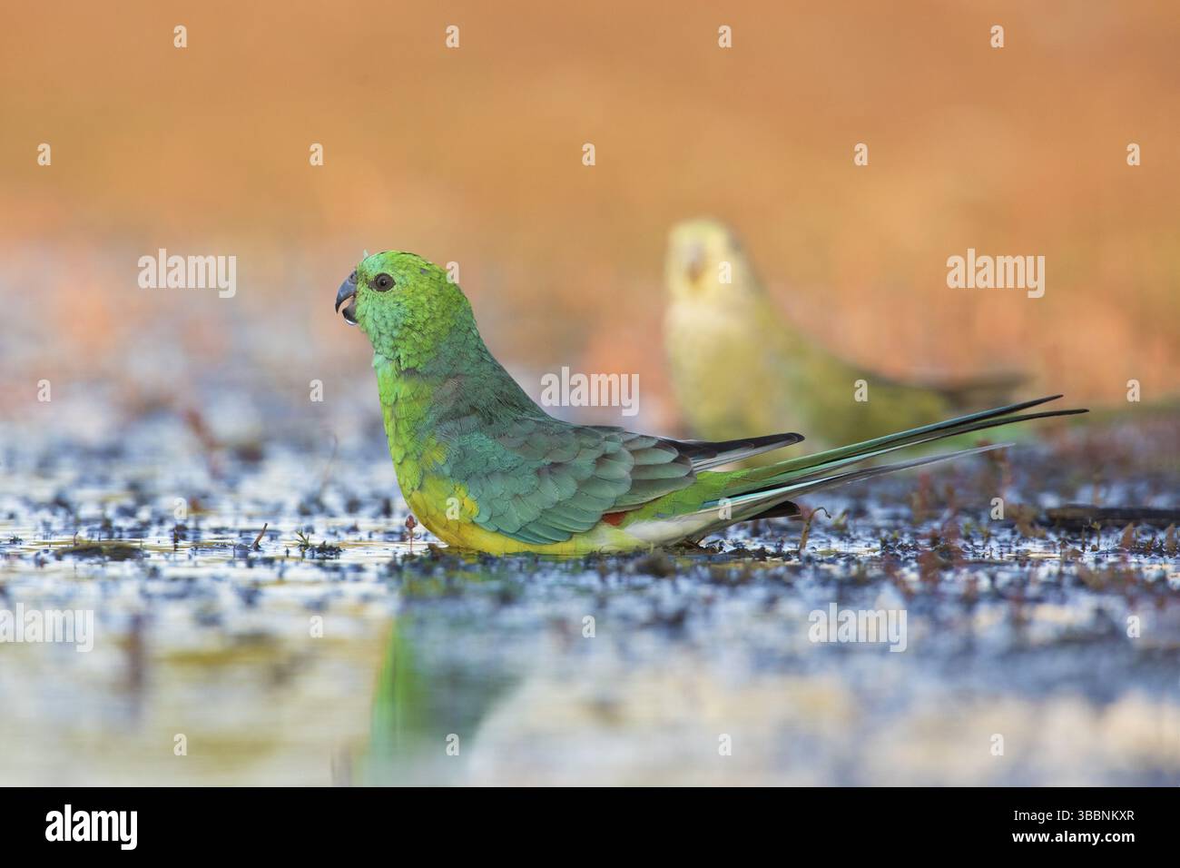 Rotwein-Papagei (Psephotus haematonotus) männlich an einem Wasserloch, Victoria, Australien, Ozeanien Stockfoto