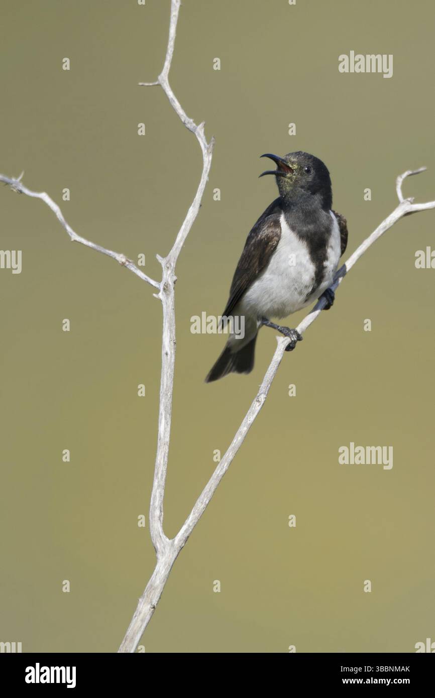 Schwarzer Honeyeater (Sugomel nigrum) singend, Western Australia, Australia, Oceania Stockfoto