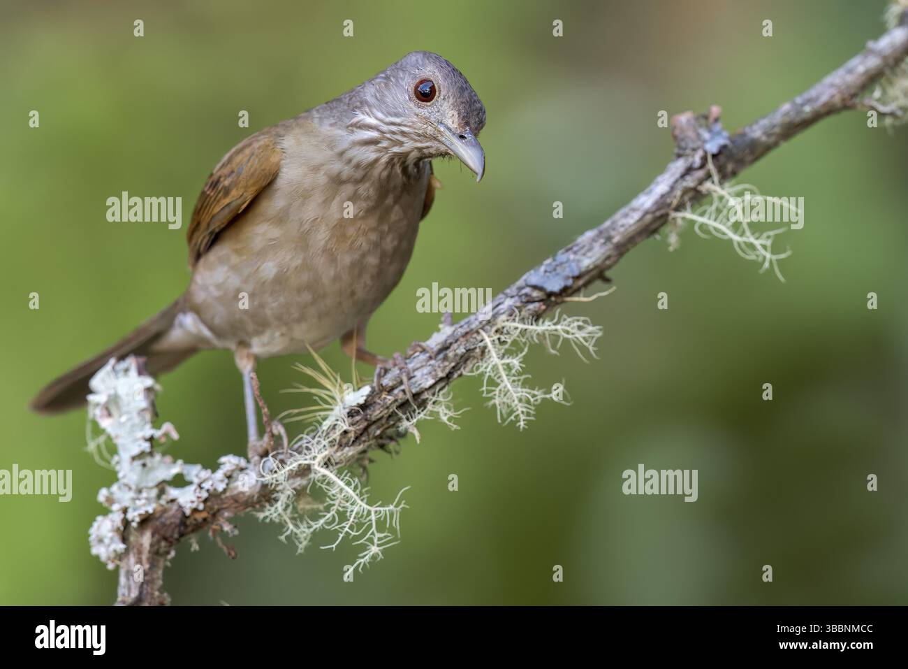Blassbrust Soor (Turdus leucomelas), die auf einem Zweig in Kolumbien, Südamerika, thront Stockfoto