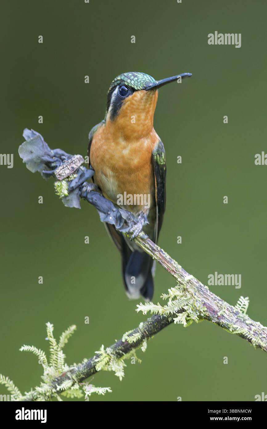 Weißkehliger Bergjuwel (Lampornis castaneoventris), der auf einem Ast in Panama thront Stockfoto