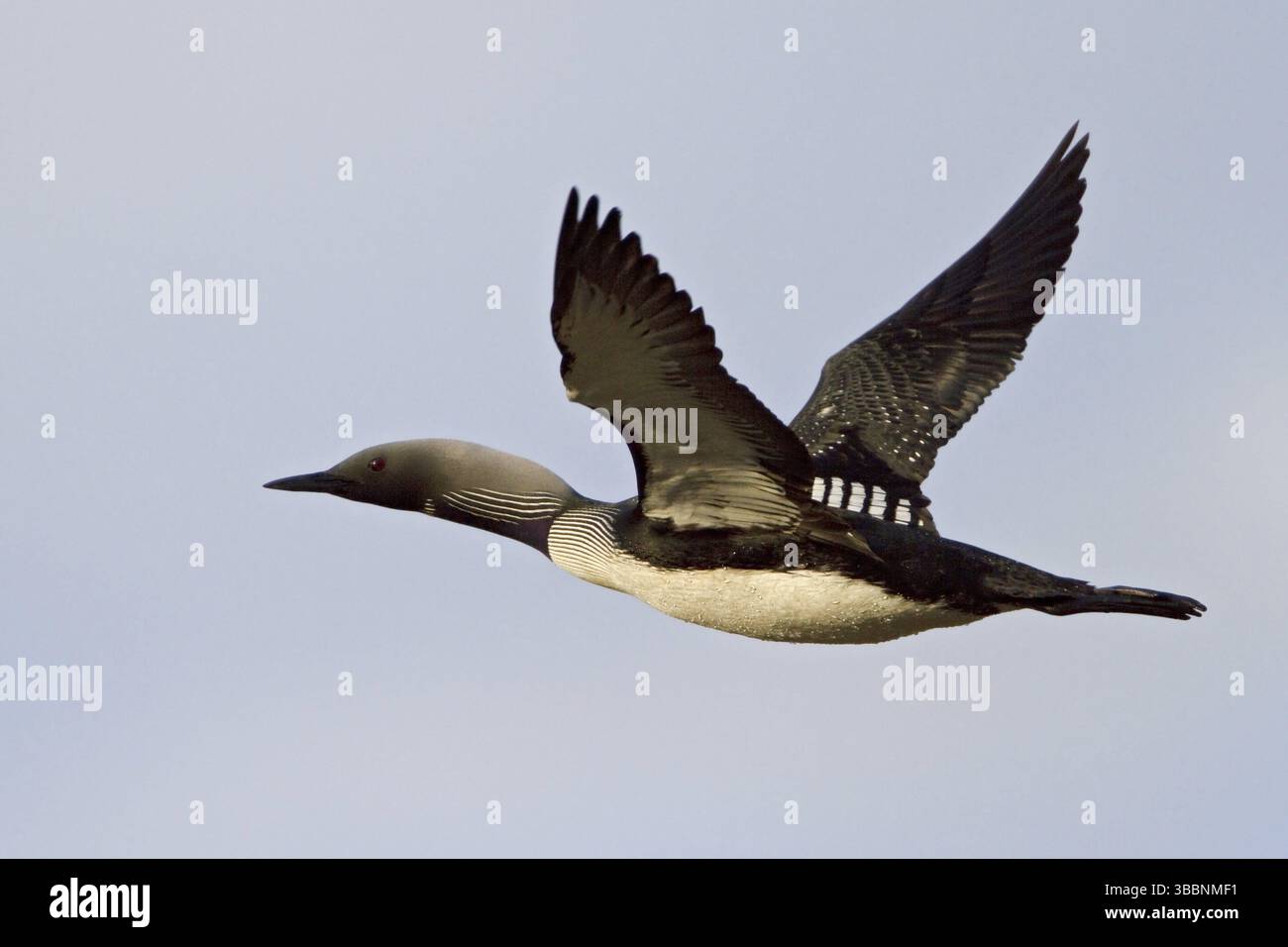 Pacific Loon (Gavia pacifica) Fliegen, Manitoba, Kanada, Nordamerika Stockfoto