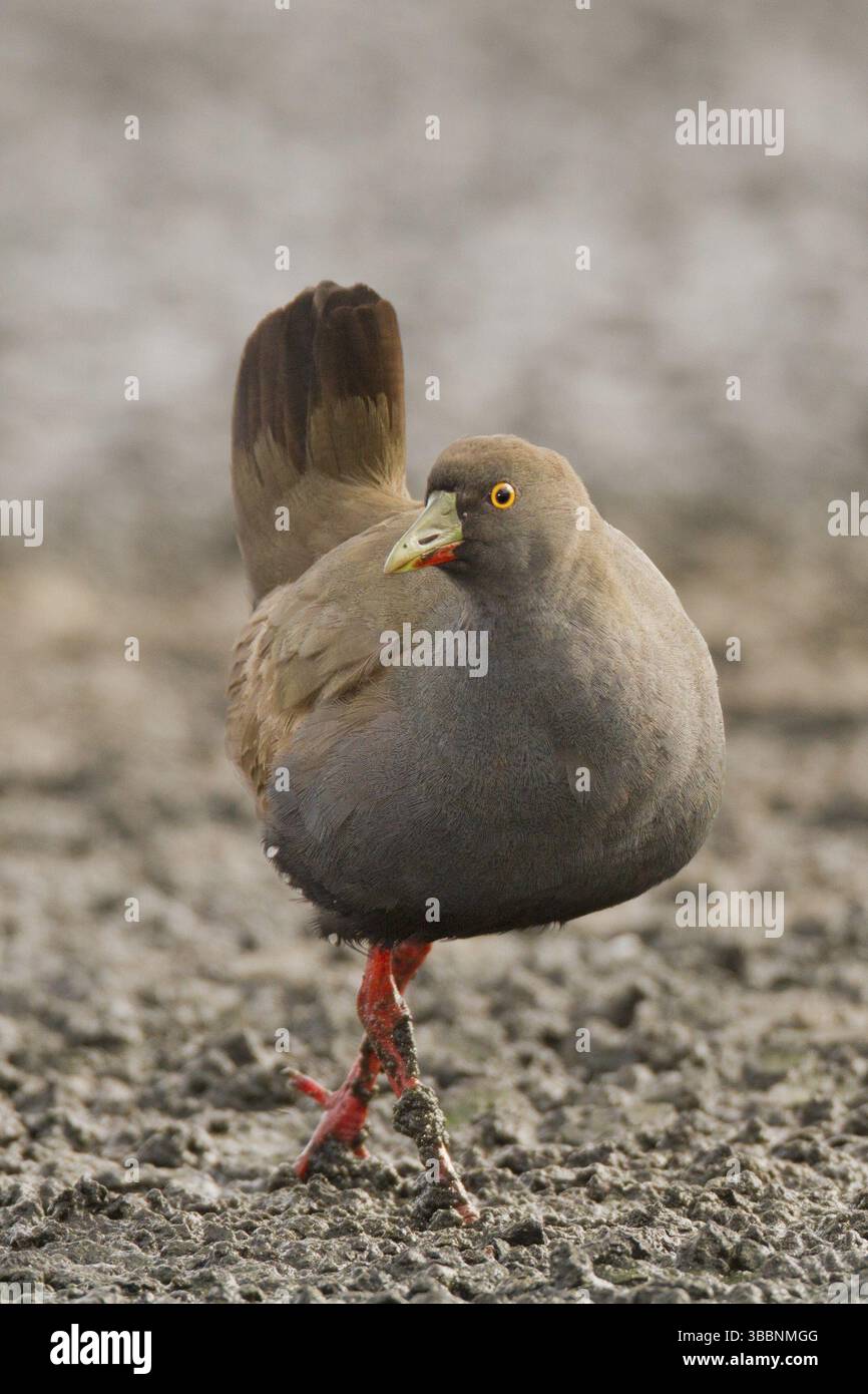 Schwarzschwanznativehen (Tribonyx ventralis), Western Australia, Australia, Oceania Stockfoto