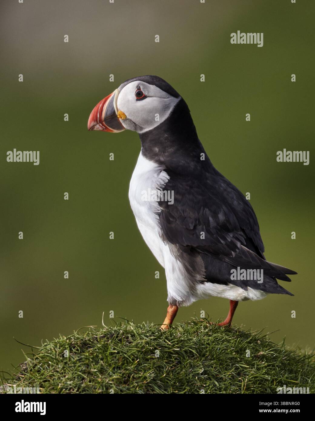 Atlantischer Puffin (Fratercula arctica) auf Klippen, Mykines, Färöer Inseln, Europa Stockfoto