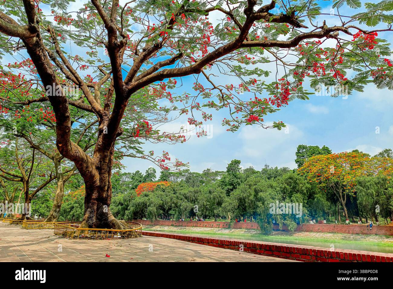 Im Schatten der Krishnachura steht die Zeit still und die Stadt verschwindet in einem rot getönten Traum. Stockfoto