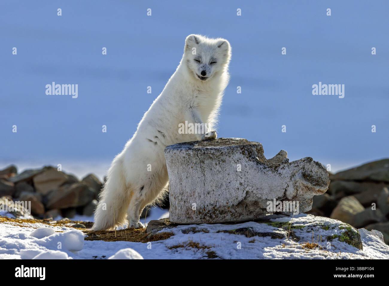 Polarfuchs / Weißfuchs / Polarfuchs (Vulpes lagopus) in dickem Winterfell auf Walwirbel auf schneebedeckter Tundra, Spitzbergen Stockfoto