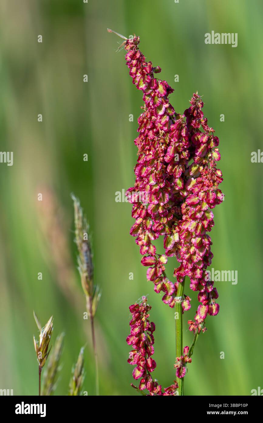 Sauerampfer / GartenSauerampfer / Spinat-Dock / Schmalblättriges Dock (Rumex acetosa / Acetosa agrestis) in Blüte auf der Wiese im Frühjahr Stockfoto