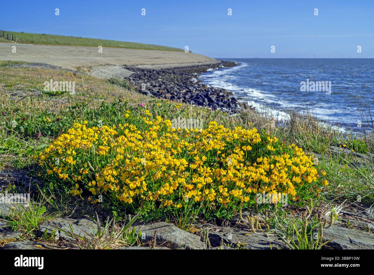 Vogelfuss-Trefoil / Eier und Speck / Vogelfuss-Deervetch (Lotus corniculatus) in Blüte entlang der Nordseeküste im Frühjahr, Texel, Niederlande Stockfoto