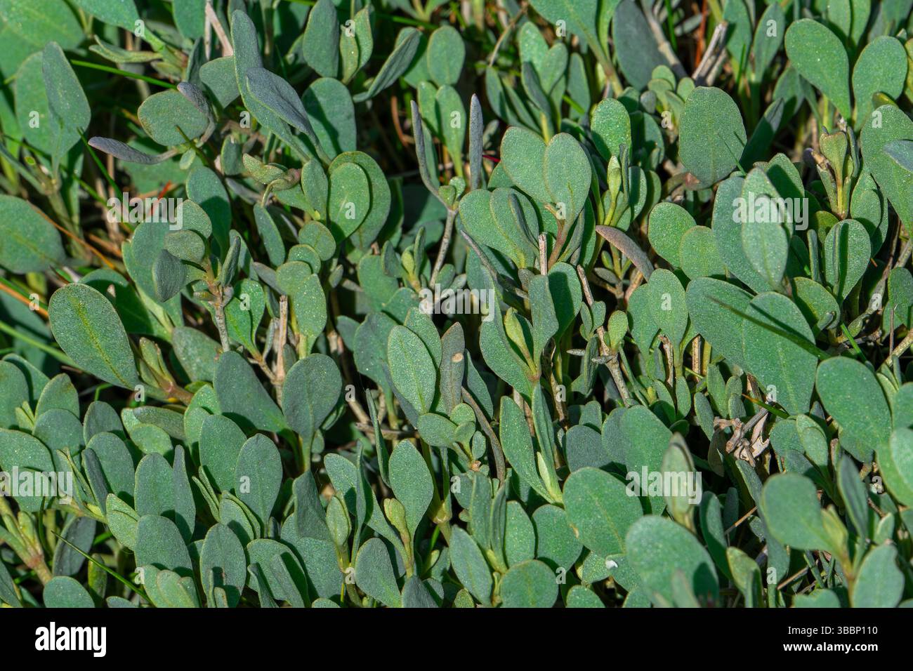 Seepurslane (Halimione portulacoides) Stauden mit dicken, ovalen grünen Blättern in Salzmarsch entlang der Nordseeküste Stockfoto