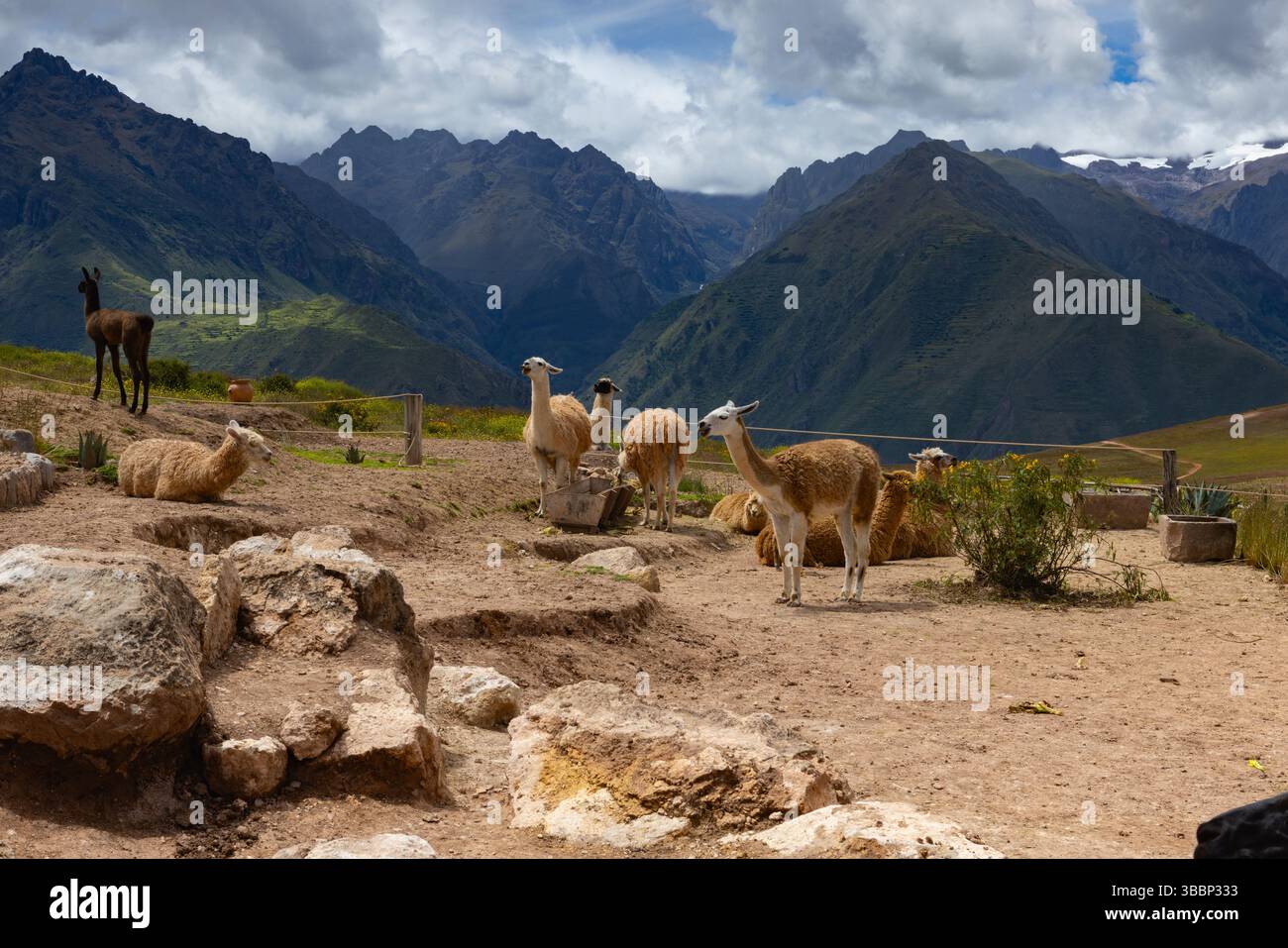 Neben der Straße nach Salineras de Maras, Maras, Cusco Region, Peru, ruht eine Lamaherde Stockfoto