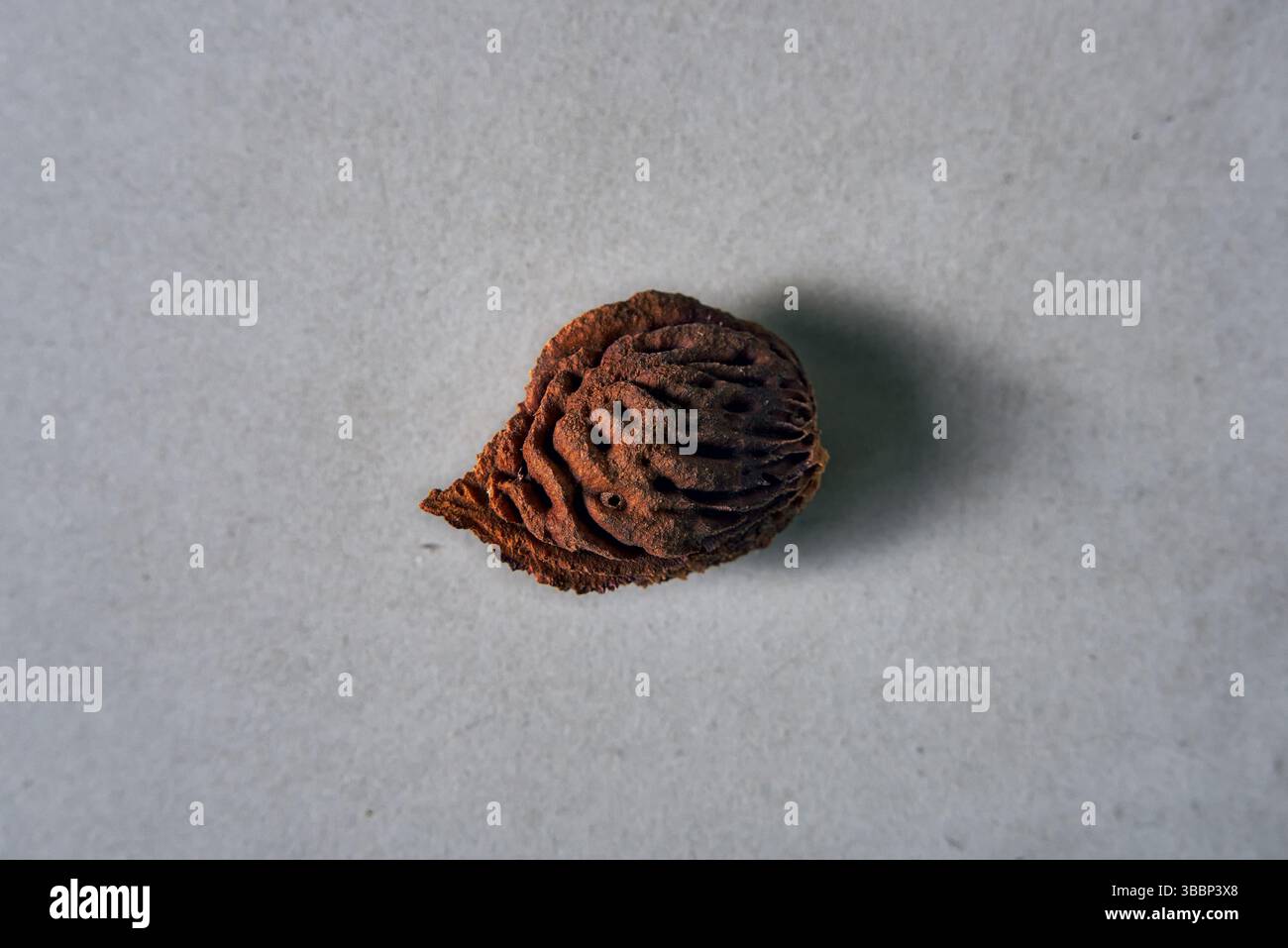 Eine detailreiche Nahaufnahme einer einzelnen Pfirsichgrube auf einer neutralen grauen Oberfläche mit rauer Textur, organischen Linien und natürlichen Schatten Stockfoto